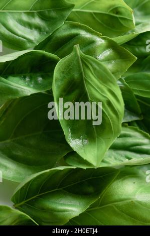Pile of Green Basil Leaves Stock Photo