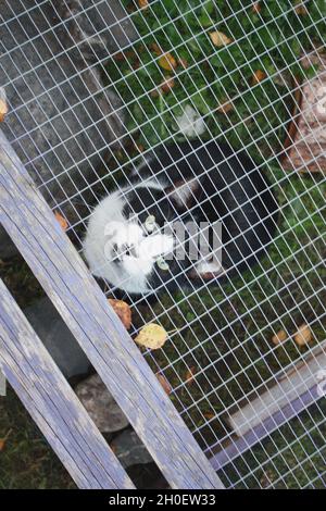 Mischievous cat trapped in the rabbit run after bullying the other cats. Stock Photo