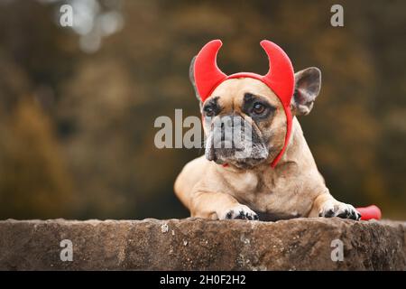French Bulldog dog wearing Halloween costume with red devil horns and tail with copy space Stock Photo