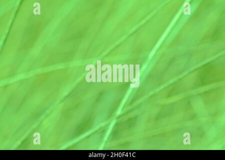 Bokeh light green background of stems moving in the wind Stock Photo