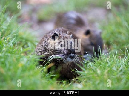 Close up of cute nutria (Myocastor coypus) walking on grass Stock Photo