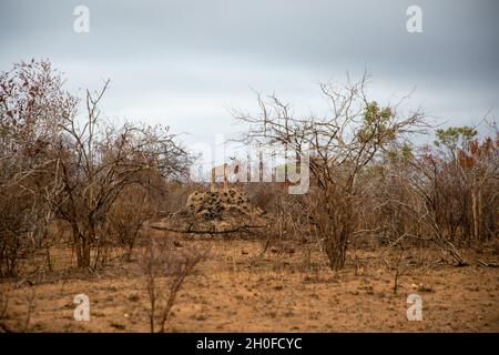 Trees in the savannah. A lone Kudu is in the far distance on an anthill. Stock Photo
