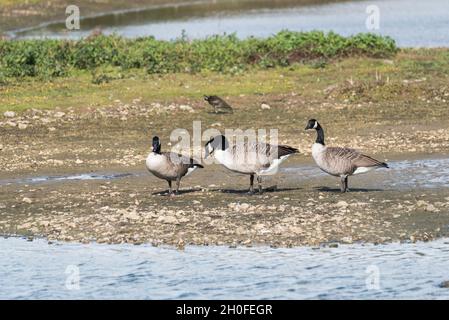 Three Canada Geese (Branta canadensis) Stock Photo