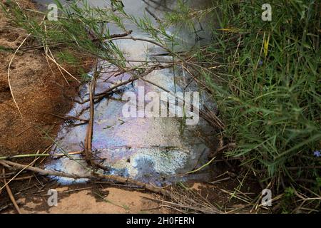 Dirty polluted water with reeds surrounding it. Pollution created by humans. Stock Photo