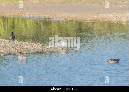 Standing male Teal (Anas crecca) Stock Photo