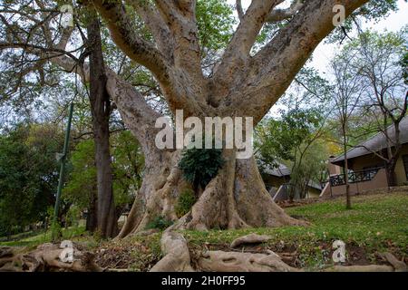 A  large Sycomore fig tree in South Africa Stock Photo
