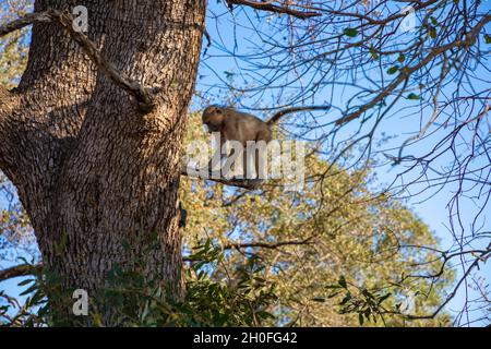 Vervet Monkey balancing in a tree in the African bush. Stock Photo