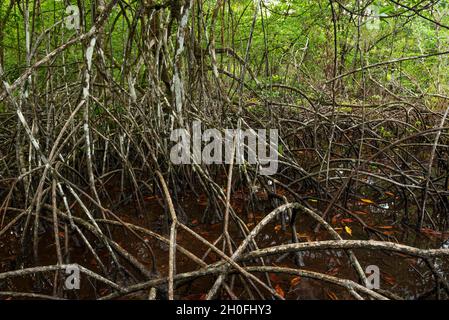 Forest of mangrove trees, Bocas del Toro island, Panama, Central America Stock Photo