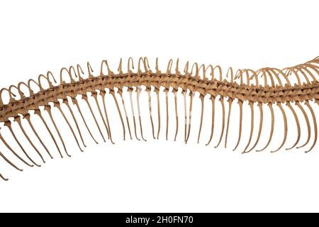 Detail of anaconda skeleton isolated on white background Stock Photo