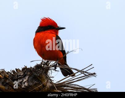 An adult male Vermilion Flycatcher (Pyrocephalus rubinus) with bright red colored plumage. Lima, Peru, South America. Stock Photo
