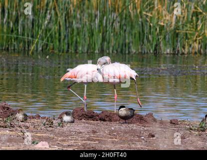 Chilean Flamingo (Phoenicopterus chilensis) with pink plumage foraging in a lake. Peru, South America. Stock Photo