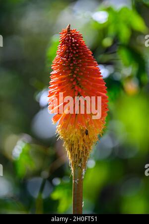 Red hot poker flowers (kniphofia rooperi) in full bloom. Cuzco, Peru, South America. Stock Photo