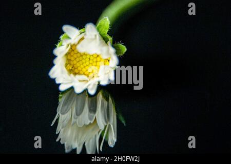 Macro shot of a common daisy or Bellis Perennis leaned on a black surface with a reflection Stock Photo