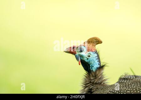 Close up showing head of Helmeted Guineafowl (Numida meleagris) on bright green background Stock Photo