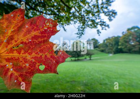 Looking along a autumn colored leaf to the Monopteros temple in the background in Munichs Englischer Garten. Stock Photo