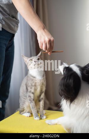 The hostess feeds the cat and the dog. Papillon and Brush Sphinx. Stock Photo