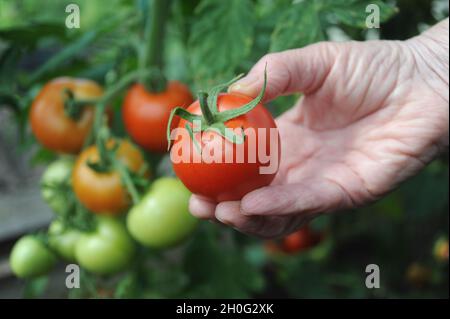 A RIPE TOMATO IN A WOMANS HAND RE GARDENING GROWING YOUR OWN VEGETABLES FRUIT VEG ETC UK Stock Photo