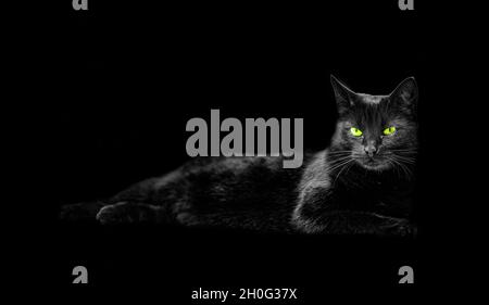 Black Cat Resting Looking Directly at Camera Stock Photo