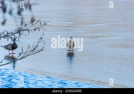 A pair of wild ducks, male and female, on a half-frozen pond in winter, exemplified by the Moritzburg Palace Pond near Dresden, Saxony, Germany. Stock Photo