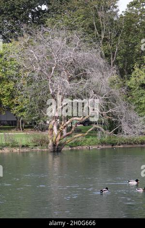 Dead in the Water Stock Photo