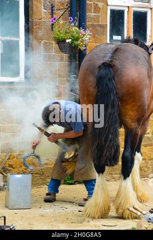 Farrier placing a new horseshoe onto the hoof of a chestnut shire horse Stock Photo