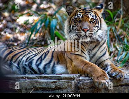 tiger resting looking at camera Stock Photo