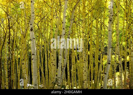 Fall color in Colorado with yellow aspen leaves and white bark