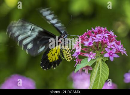 Closeup shot of a butterfly sitting on the Pentas and taking nectar from it Stock Photo