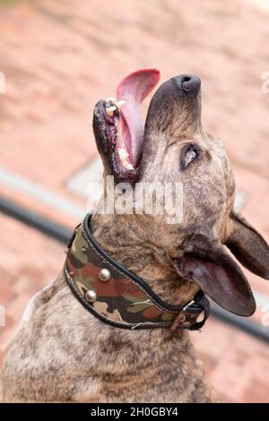 Cute dog looking up smiling while sticking out his tongue. Pitbull brindle dog. Photo vertical.
