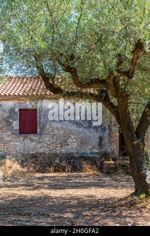 old greek building in an olive grove or olive farm with a red door. large old olive trees in greece with old whitewashed barn or farm building. Stock Photo