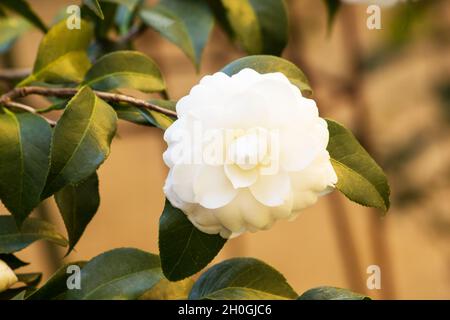 Camellia japonica, Japanese Camellia Stock Photo