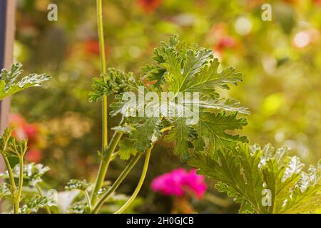 Pelargonium geranium plant and leaves Stock Photo