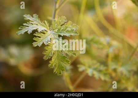 Pelargonium geranium plant and leaves Stock Photo