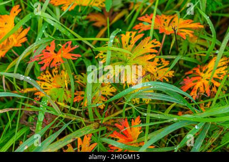 Red-yellow leaves in green grass. Autumn colors of nature Stock Photo