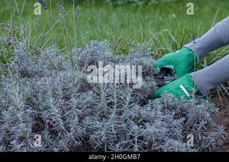 Gardener pruns lavender bushes in the garden Stock Photo