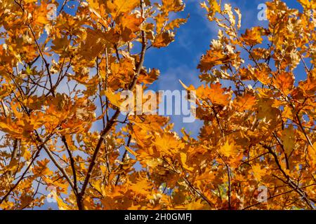 Autumn leaves on oak and blue sky Stock Photo