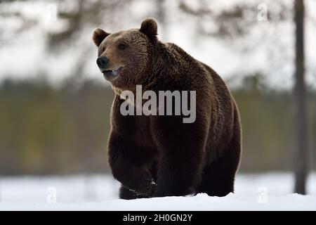 Big male brown bear on snow Stock Photo