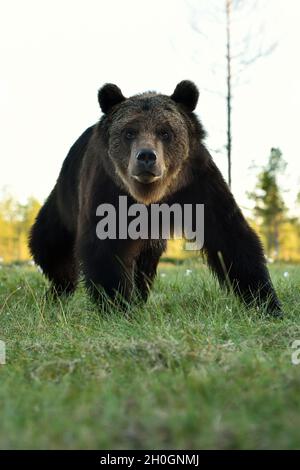 brown bear portrait, bear pose Stock Photo