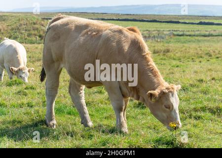 Beef cattle in field at Cliffs of Moher (Aillte an Mhothair), Lahinch, County Clare, Republic of Ireland Stock Photo