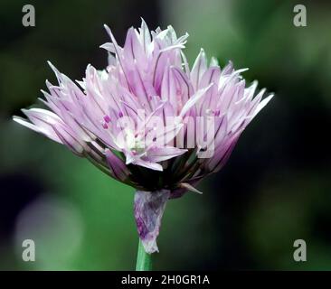 Macro purple and pink chive blossom with muted background Stock Photo
