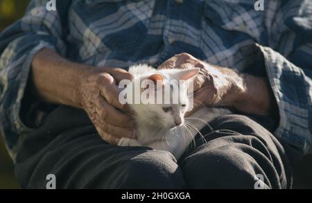 Elderly man cuddling small white cat on his lap in garden Stock Photo