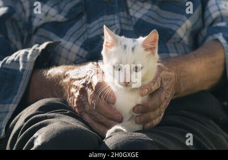 Elderly man cuddling small white cat on his lap in garden Stock Photo