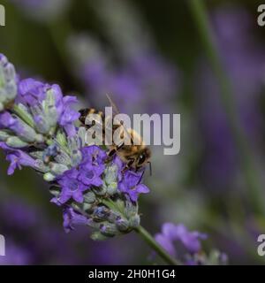 little honeybee pollinating on violet flower Stock Photo