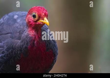 Nature wildlife bird of crimson-headed partridge on deep jungle rainforest, It is endemic to the island of Borneo Stock Photo