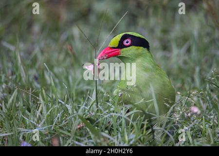 Nature wildlife image of green birds of Borneo known as Bornean Green Magpie Stock Photo