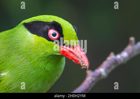 Nature wildlife image of green birds of Borneo known as Bornean Green Magpie Stock Photo