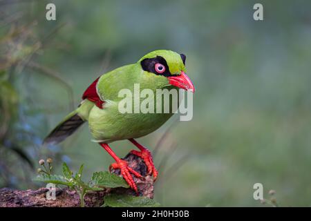 Nature wildlife image of green birds of Borneo known as Bornean Green Magpie Stock Photo