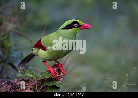 Nature wildlife image of green birds of Borneo known as Bornean Green Magpie Stock Photo