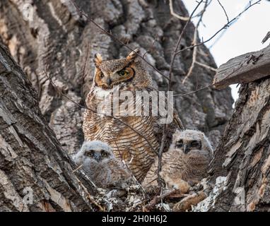 Female Great horned owl watches over her young owlets in the nest Stock Photo