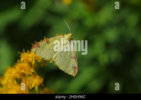 Yellow moth or Brimstone moth (Opisthograptis luteolata), sitting on European goldenrod (Solidago virgaurea), Wilden, North Rhine-Westphalia, Germany Stock Photo